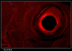 Big Red Eye :-D by Daniel Strub 
